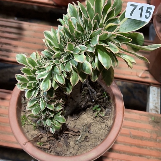 艾***姐一颗多肉法师植物 715