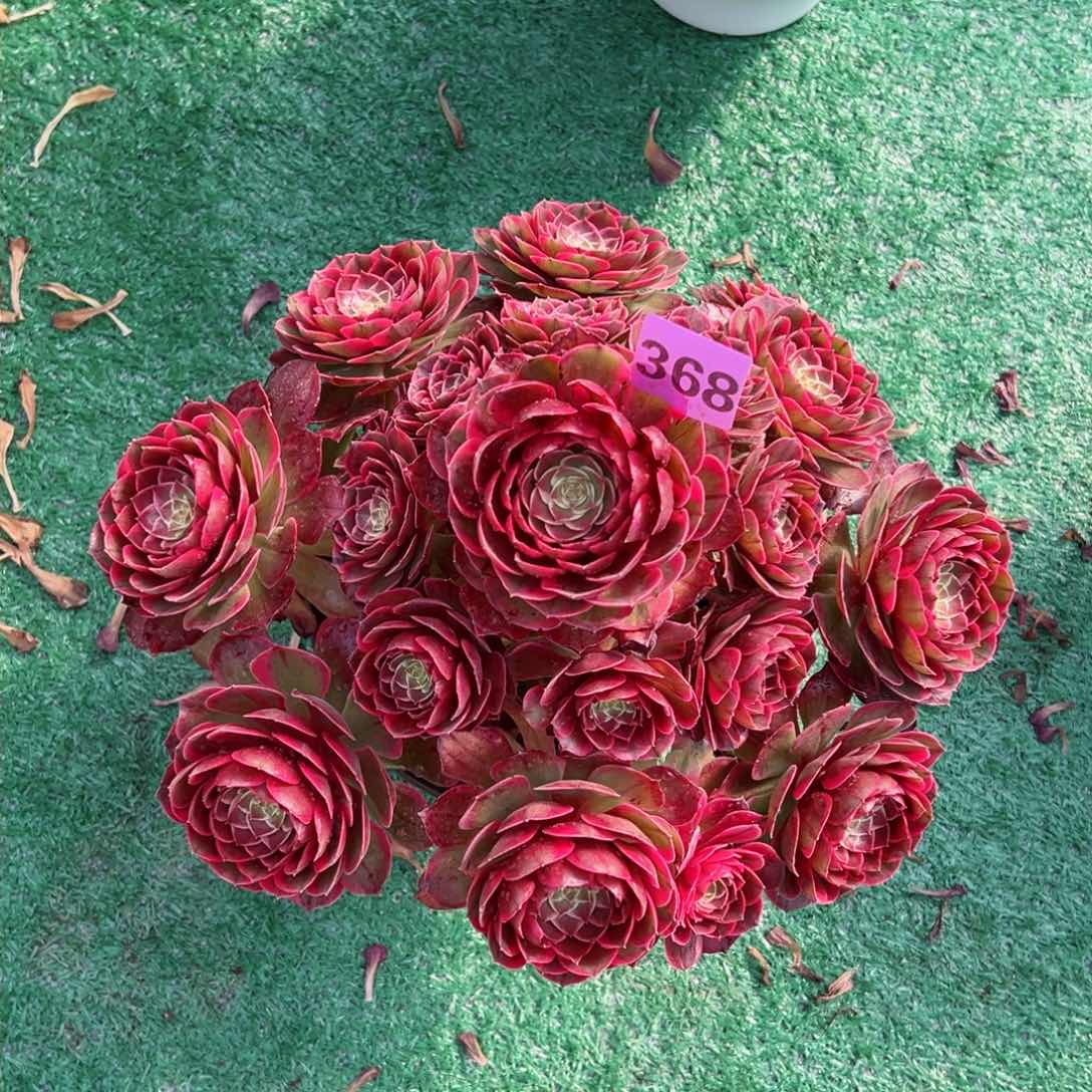 368粉花妖法师多肉植物