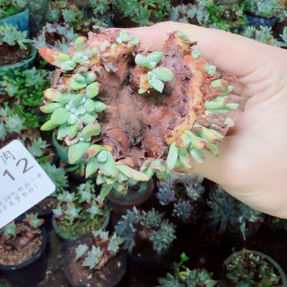 2912拇指杂交多肉