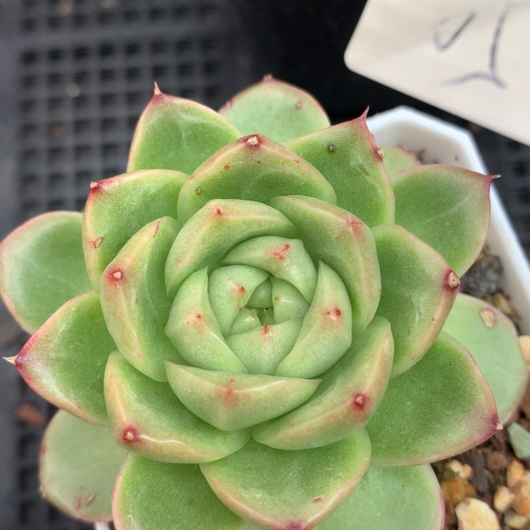 0617-417 珍妮麦杆