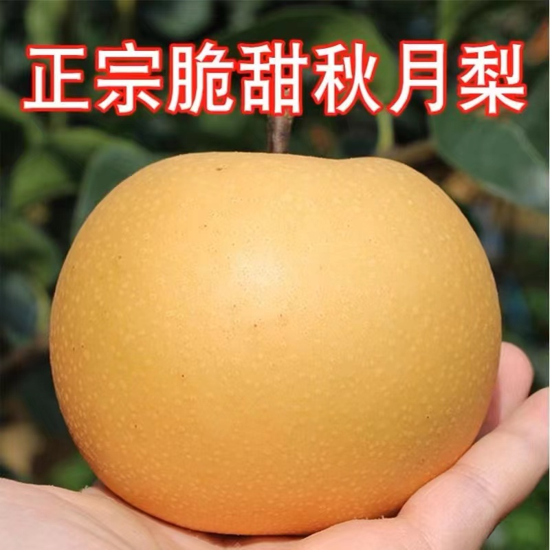 山东正宗秋月梨斤新鲜冰糖梨子当季水果甜现摘现发中秋送礼包邮