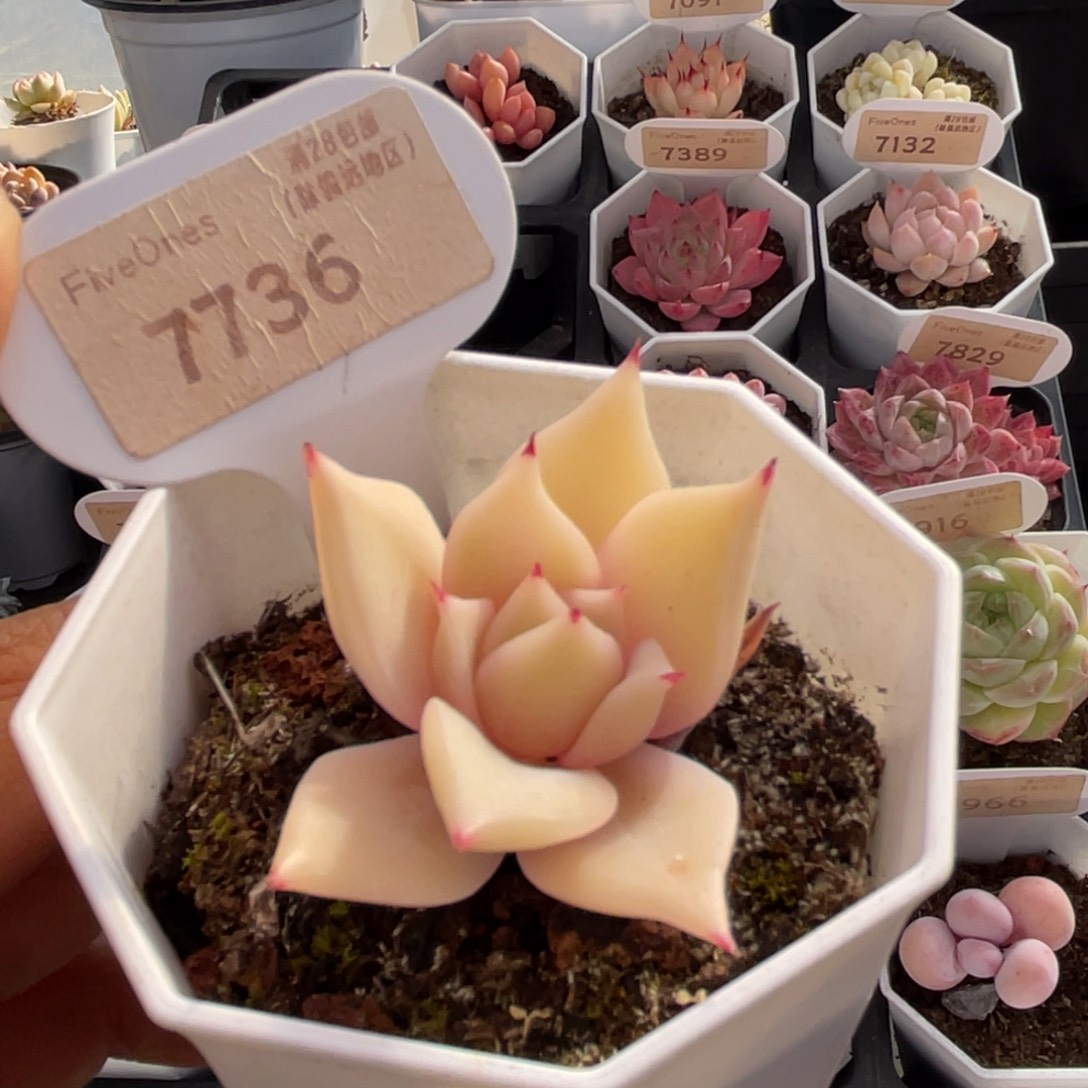 饺子皮7736-5.0厘米