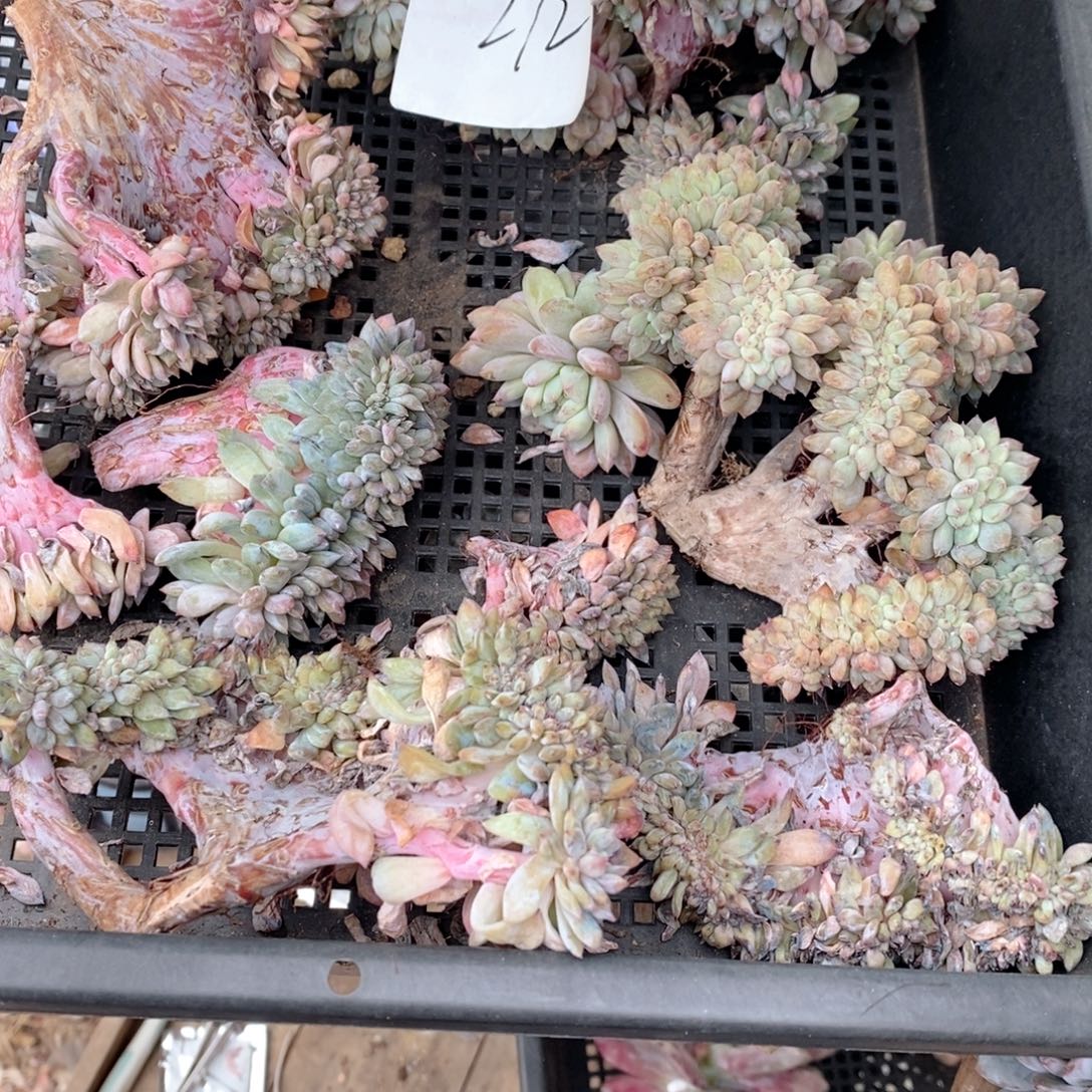 燕***子272石榴子缀哇哇哇