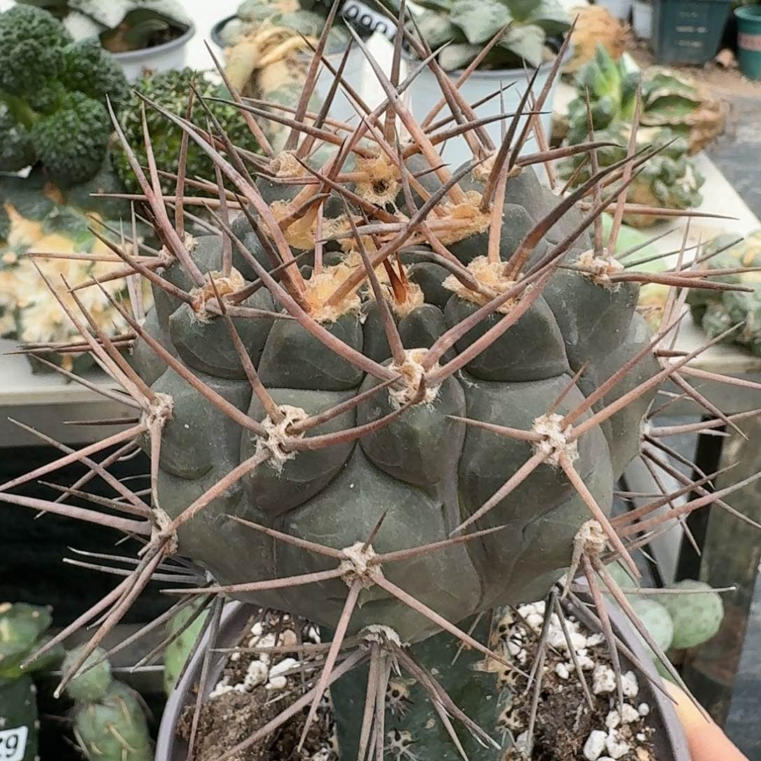 【闪购商品】无花朵苗接首金摩天空948