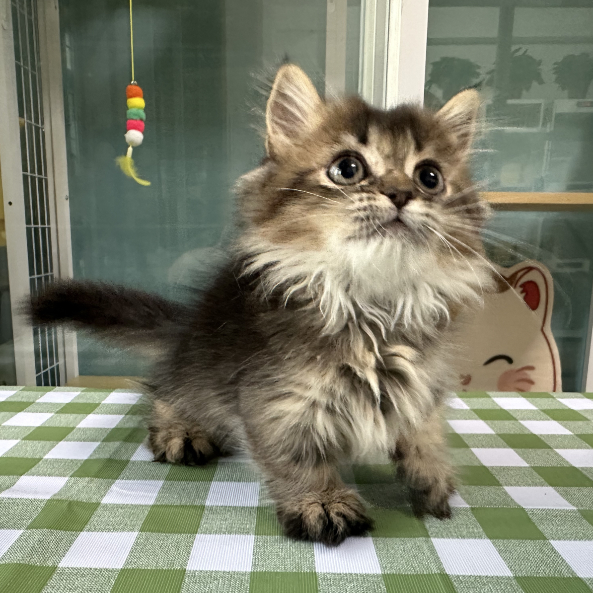 矮脚金虎班56天一针疫苗（安徽、江苏、浙江、上海、包邮）