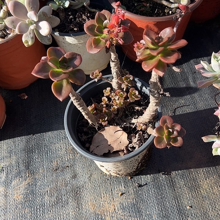 希***希多肉植物实物直播实物167