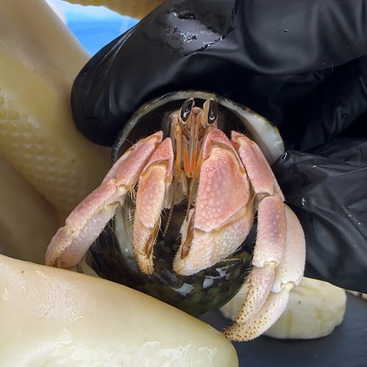 A12嫩粉 胖灰白1.6cm口径