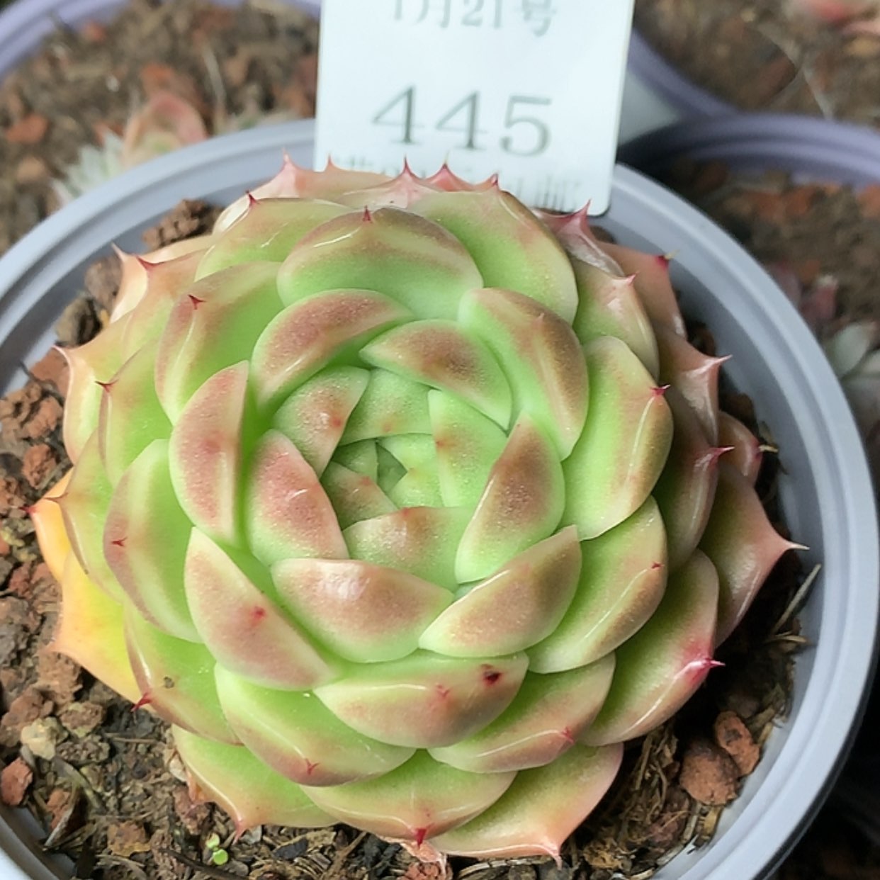 【闪购商品】云445