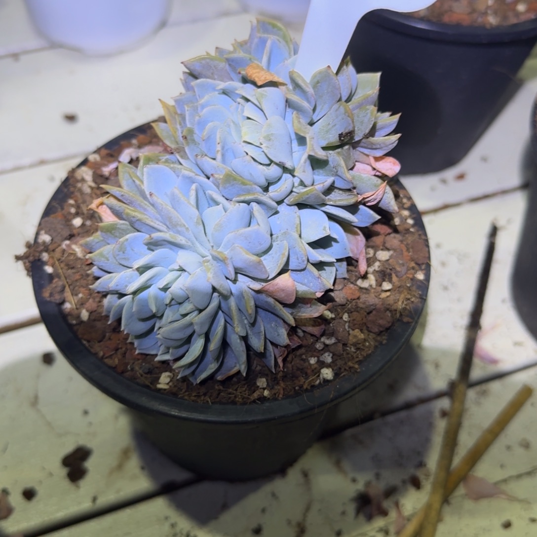 泡***泡白茶朵朵1206-38脱土发货