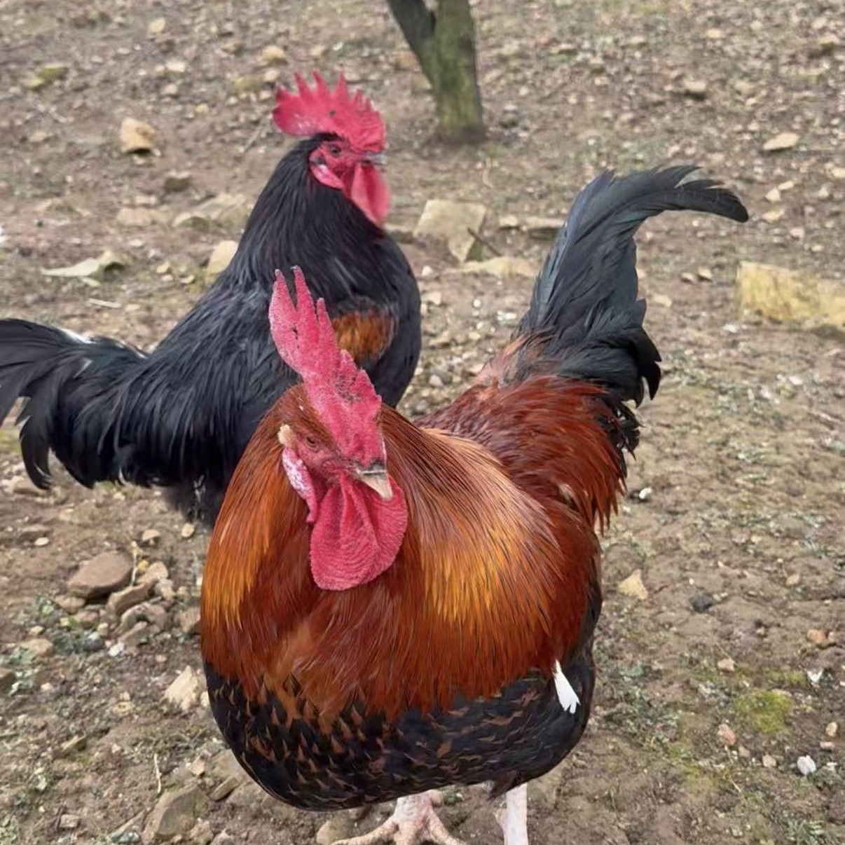 贵州高山农村土鸡散养包谷鸡土鸡土鸭土鹅农产品