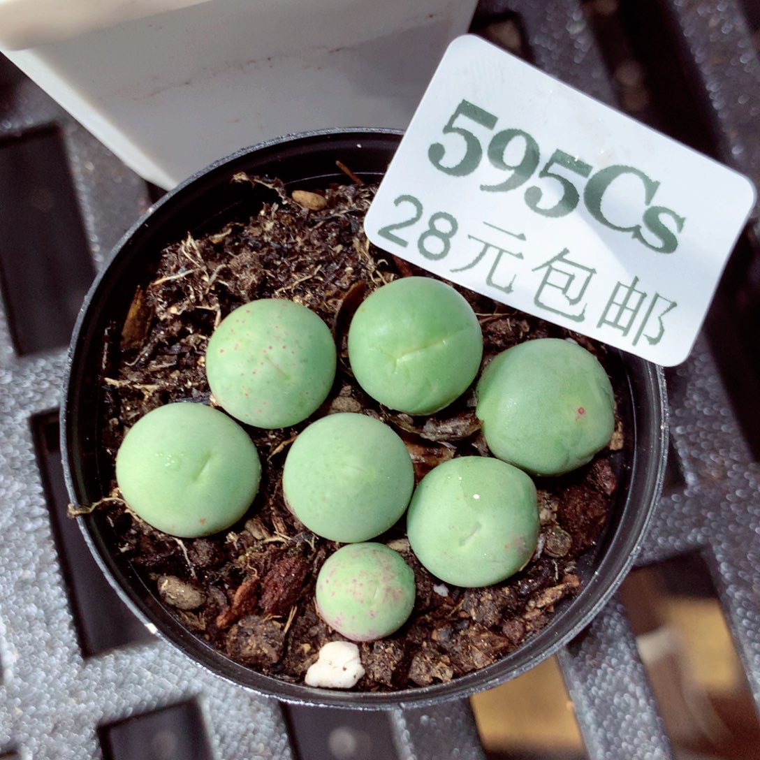 5厘米盆精控多肉595