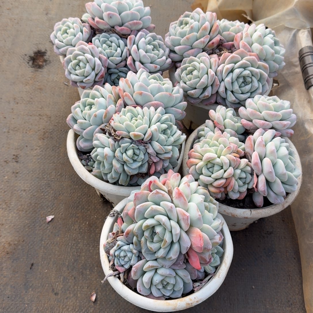 2号5个冰玉多肉植物