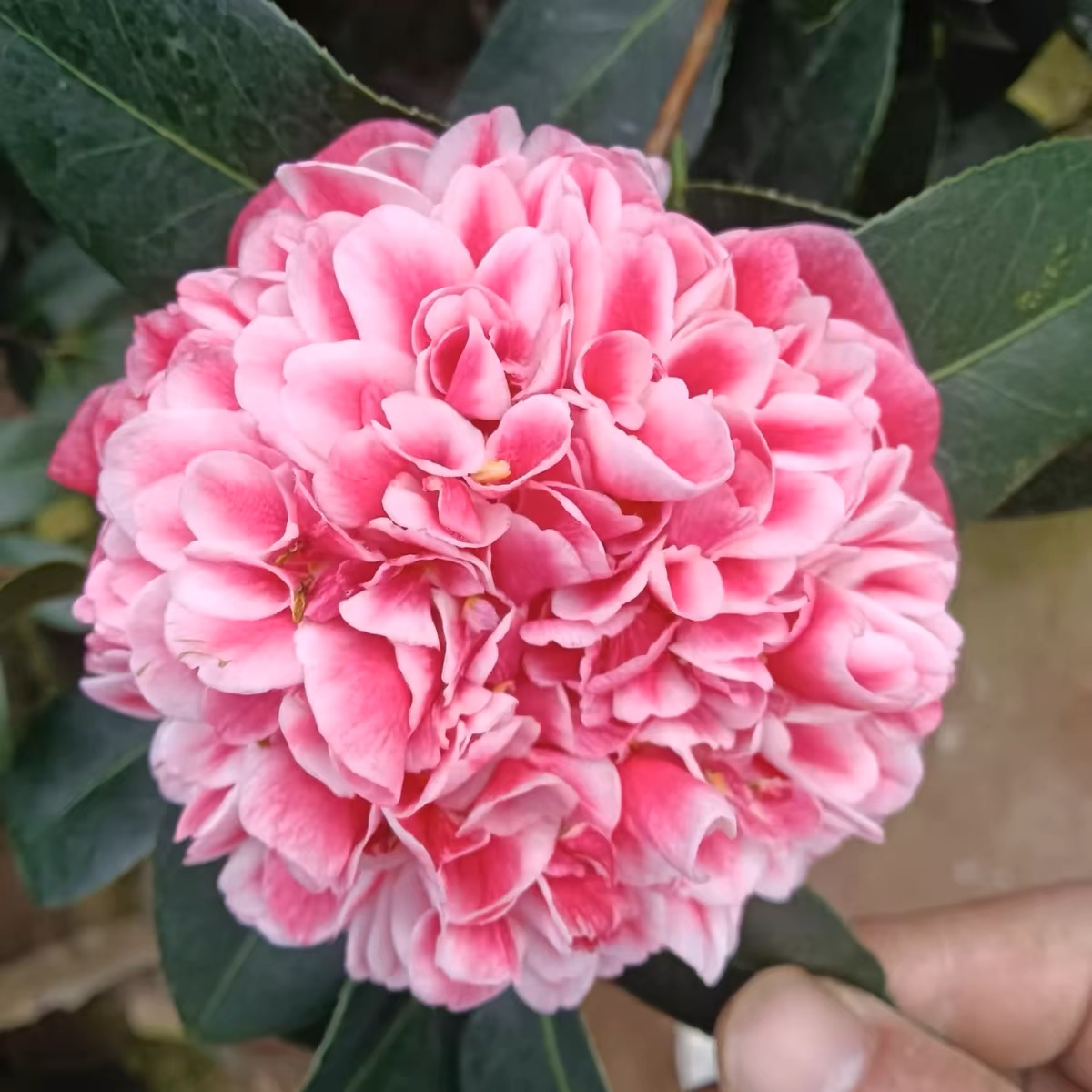 复色托桂型开品稀有名贵品种志愿者茶花阳台客厅庭院种植易养活