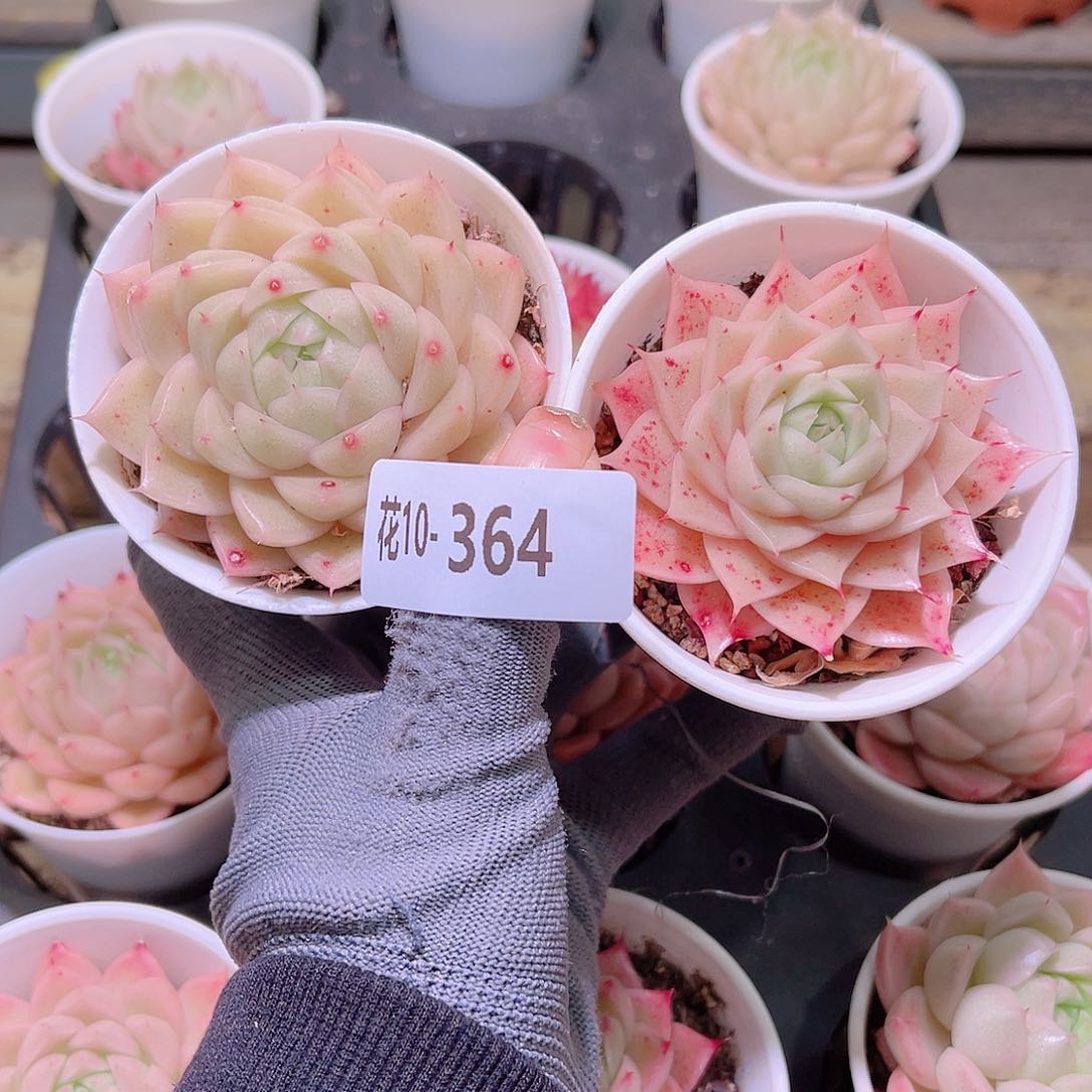 花10-364麦秆单头2颗