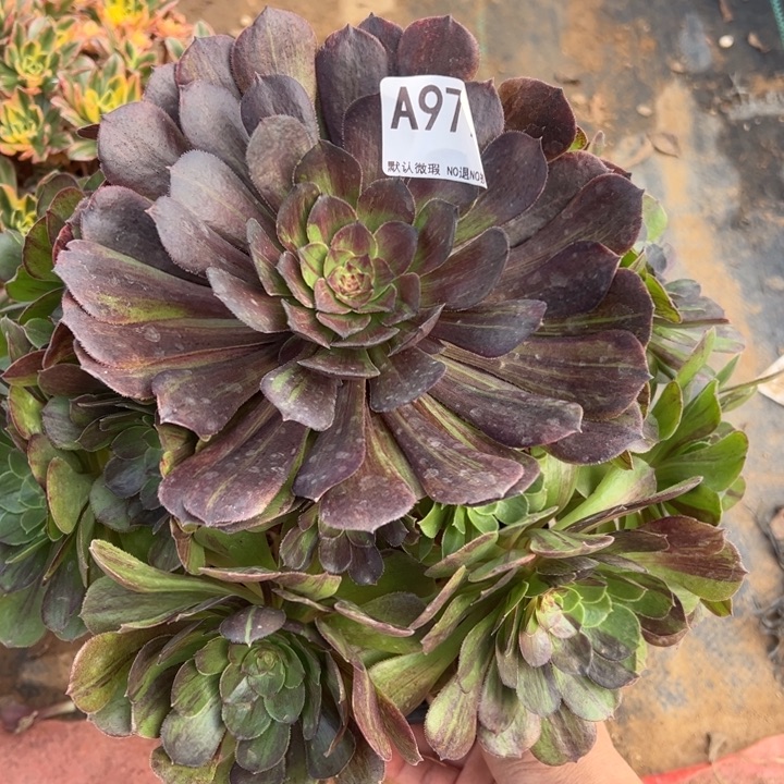 花月夜多肉植物979.