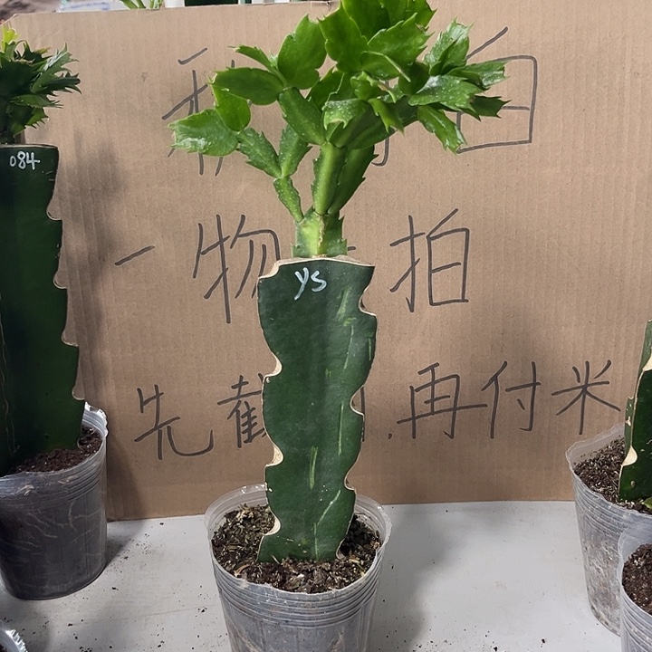 汤***圆当前无花朵，栽培后可花朵雅思