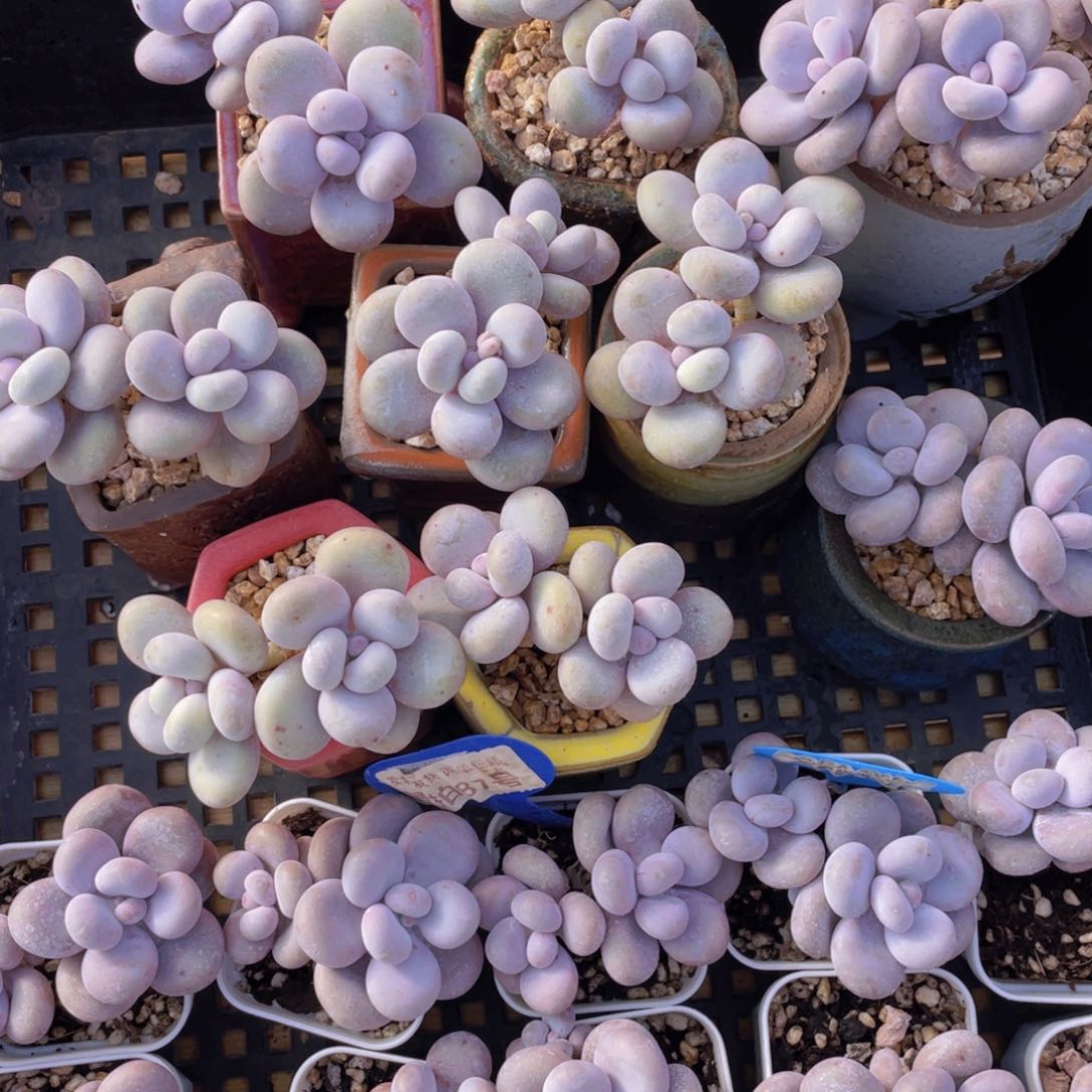 量拍87号 大叶奶水光针原始奶双头一个