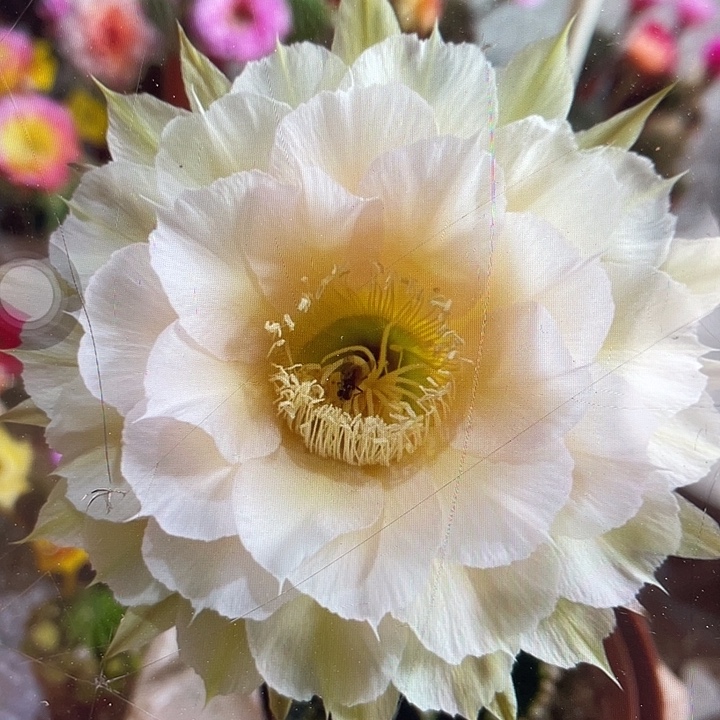 奶油小生带娃带须根福利