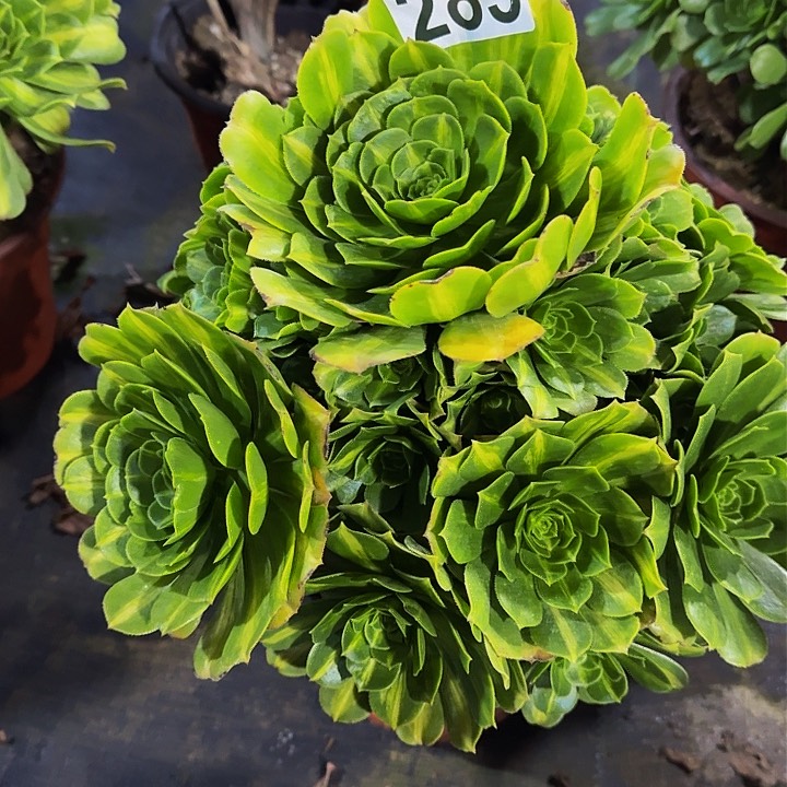 红陶翡翠琉璃285