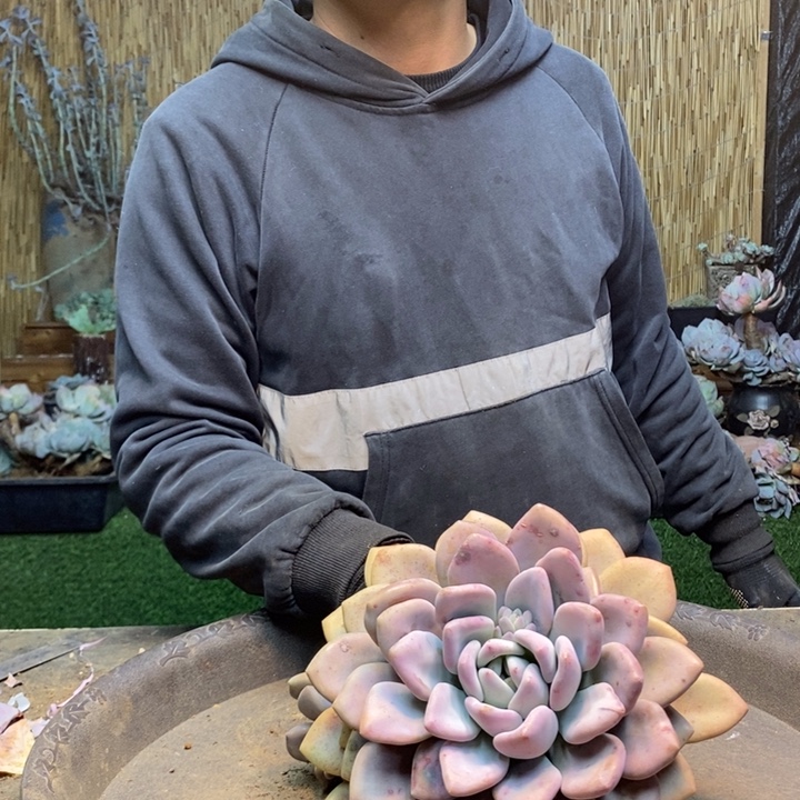 小***子13号奥普多肉植物