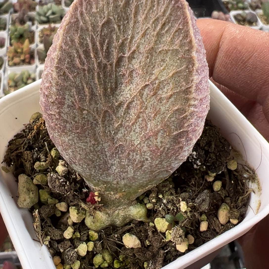 哈莫猪肝超大叶多肉植物水泡