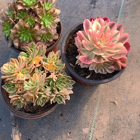 彩*529法师3棵多肉植物