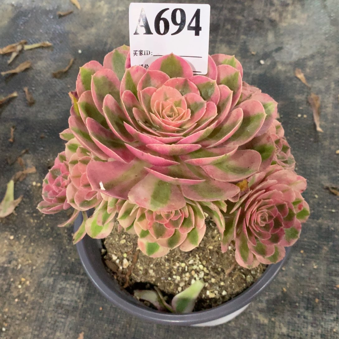 荔枝694法师多肉植物