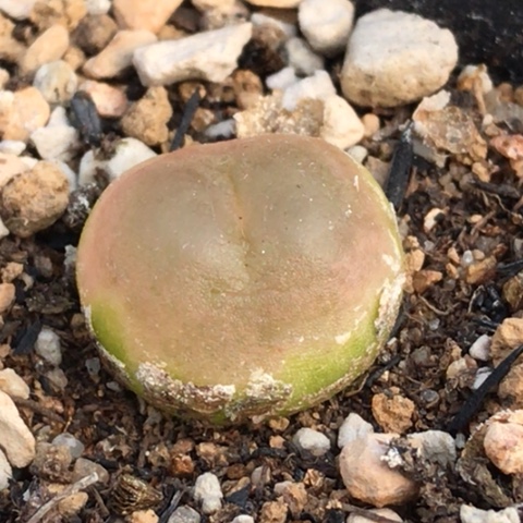 多肉肉锥 1.5Cm 红拉登