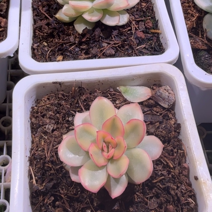 糖心猎户座锦多肉植物