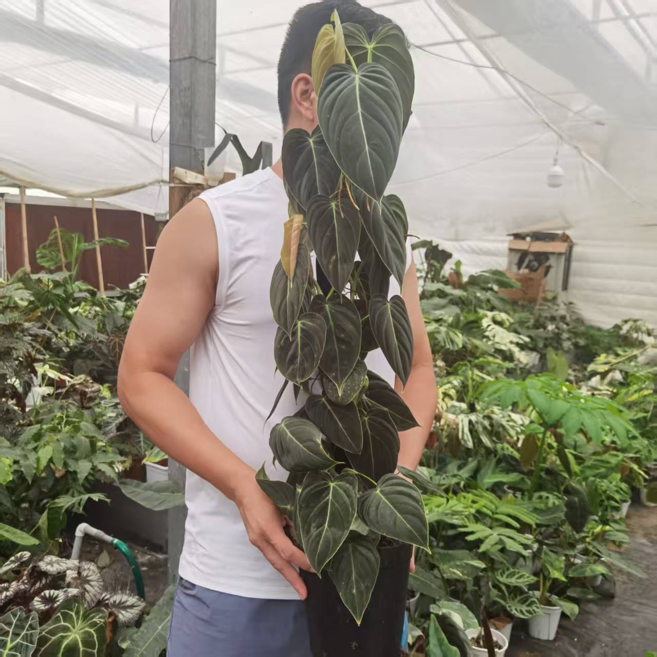 黑金蔓绿绒室内观叶大叶植物，爬藤植物四季常绿净化空气，热植系列