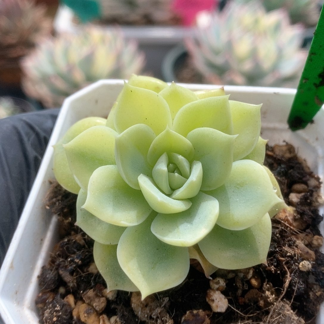 016黄娃娃锦锦锦锦锦锦