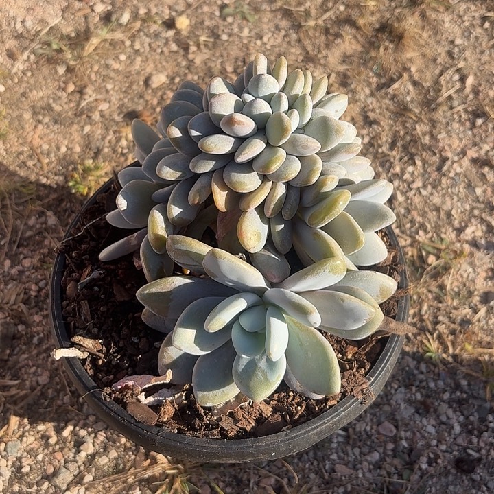 叶插粉兔缀化无砍厚腿
