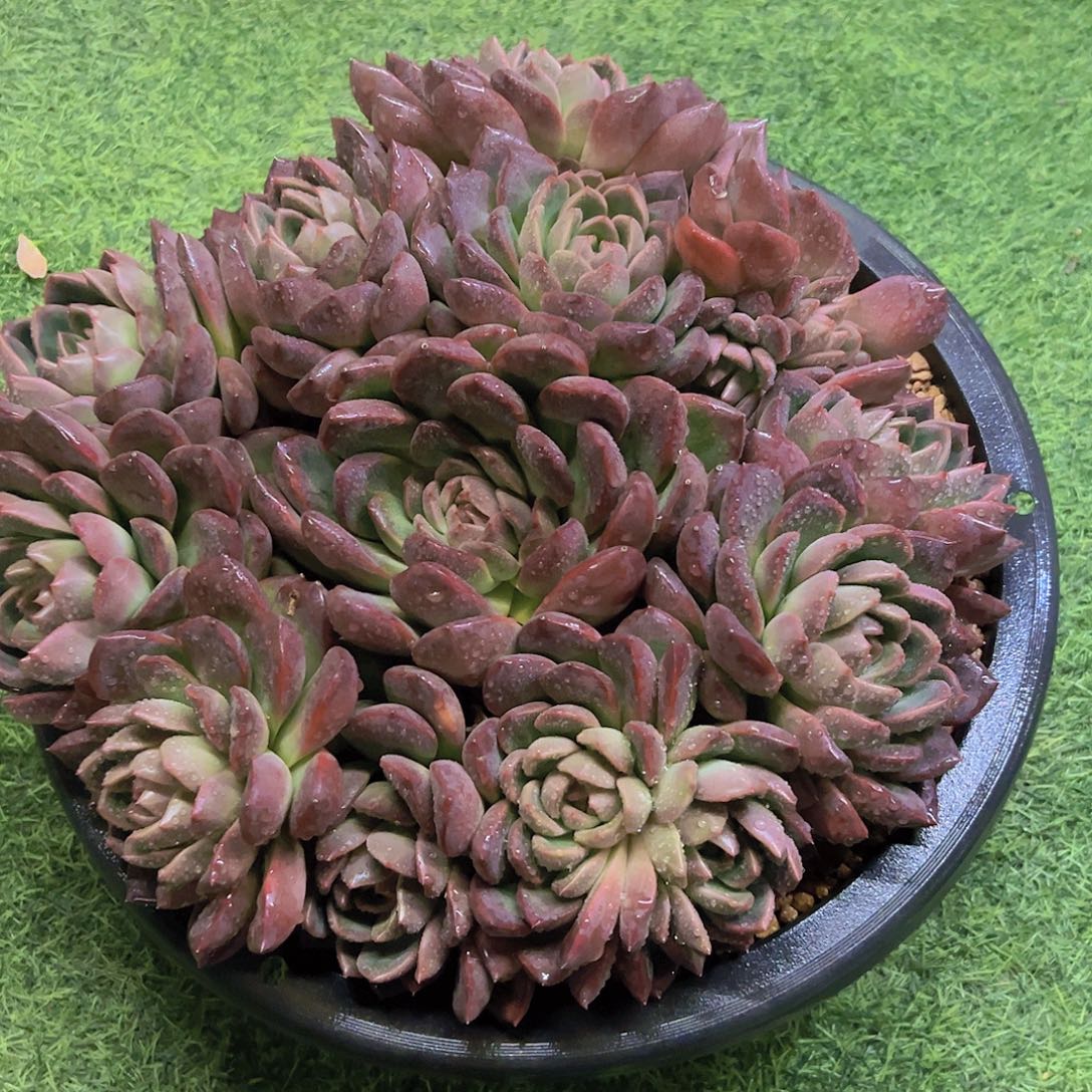 *****8888888888888888888