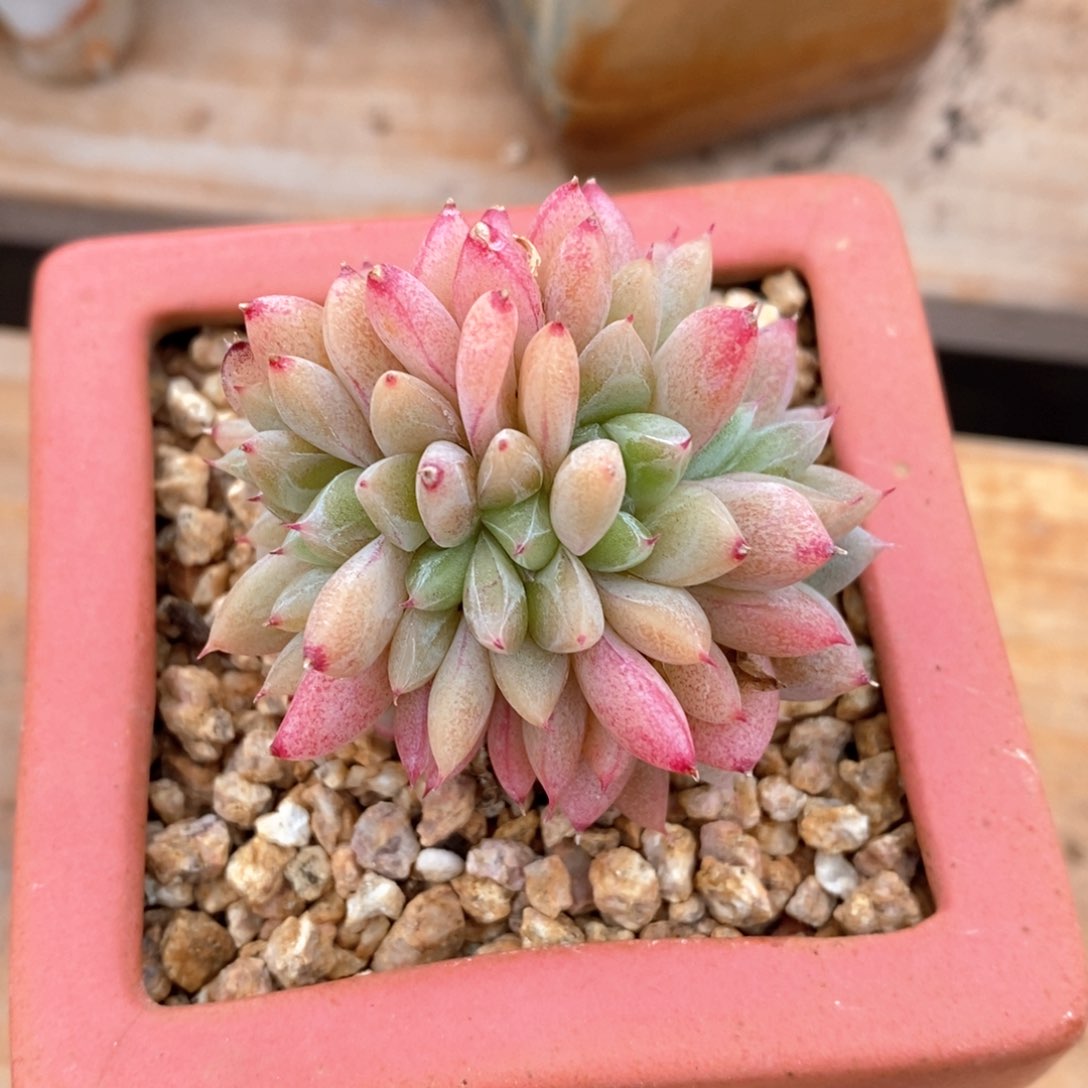 精品多肉一物一拍68