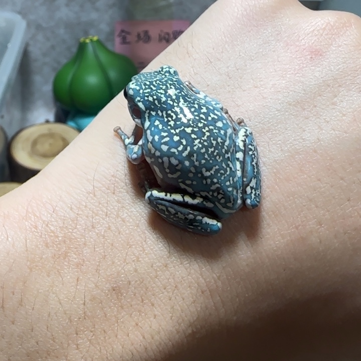 老爷树蛙2 魔鬼蓝顶级暴雪