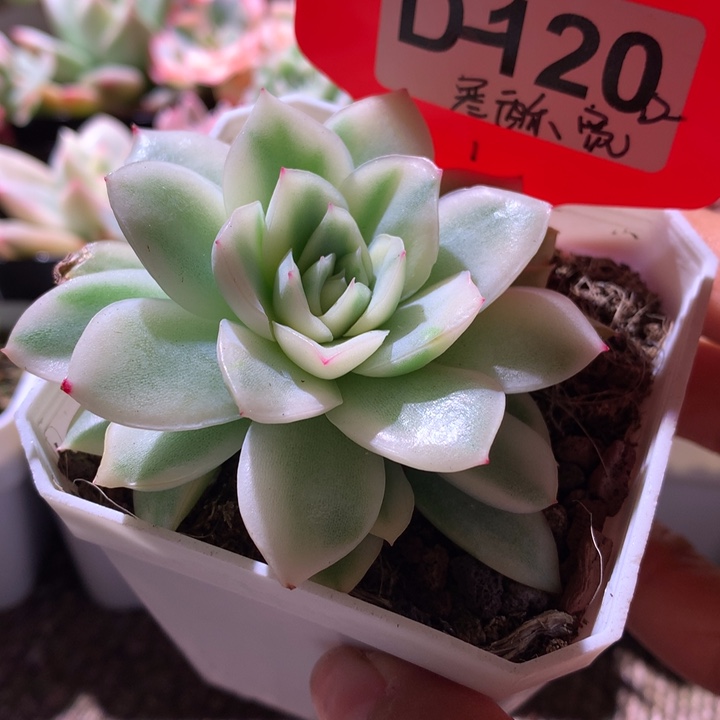 寒酥宽锦有根有根