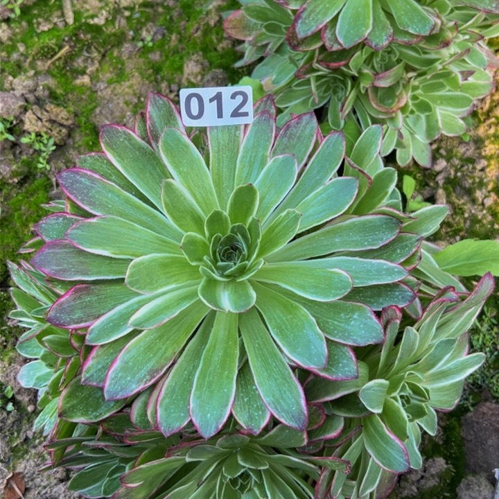 012多肉植物盆栽