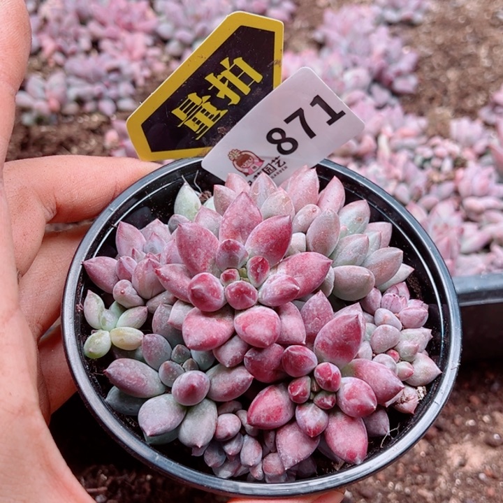 多肉植物多肉植物