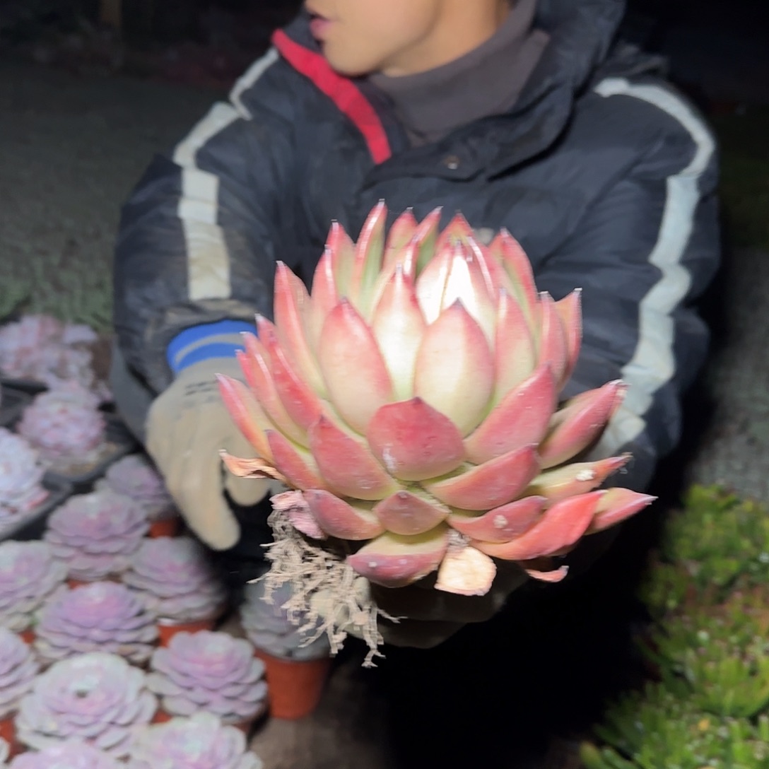 盆栽弗兰克多肉1棵