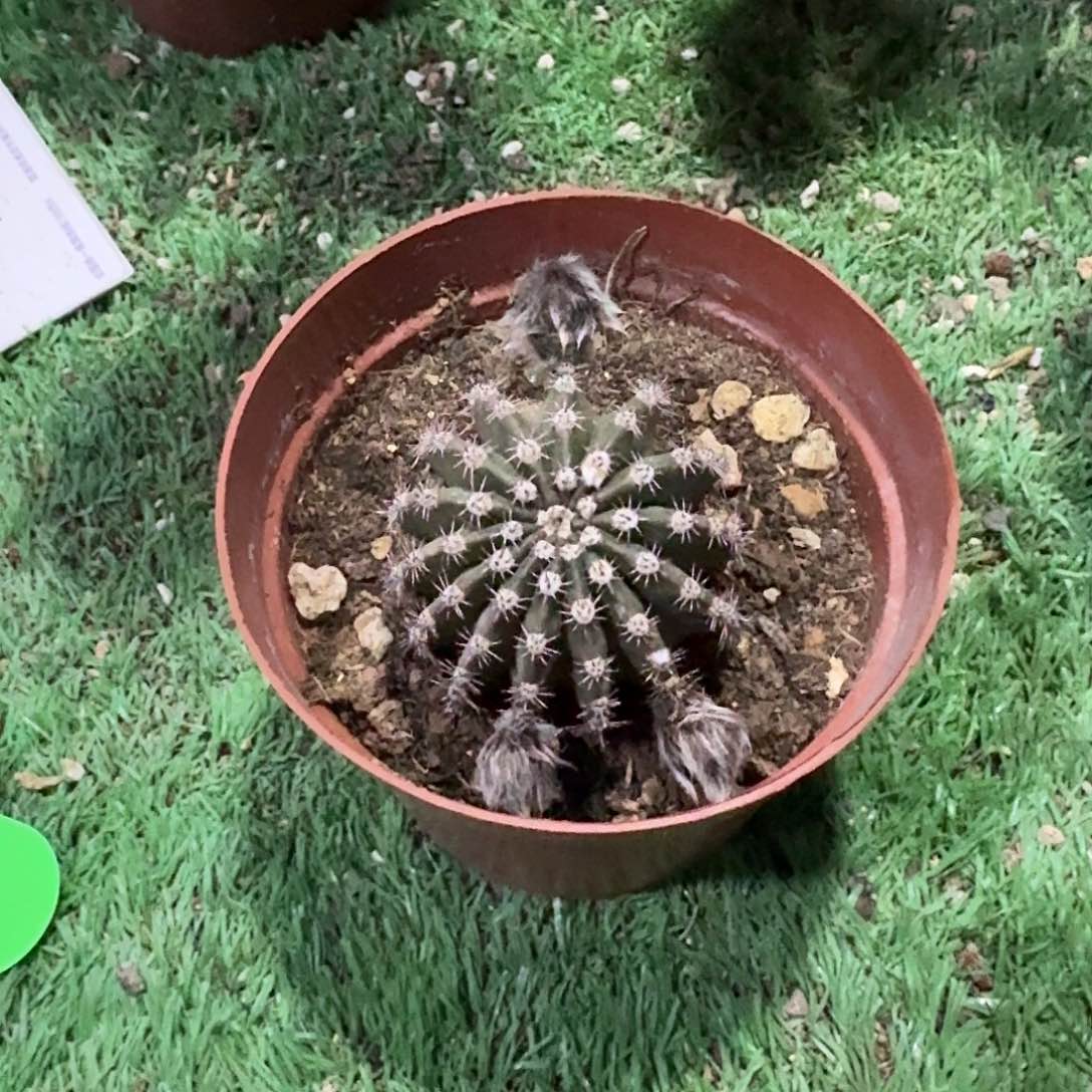 无花朵玥*1彩草马丙一颗，微瑕疵福利价