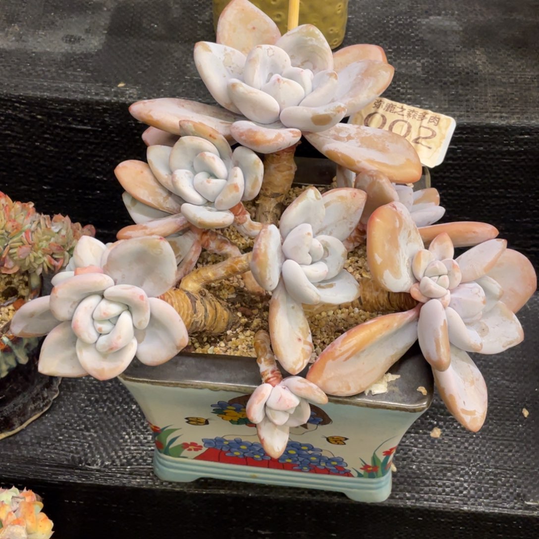 弥鹿之森一物一拍