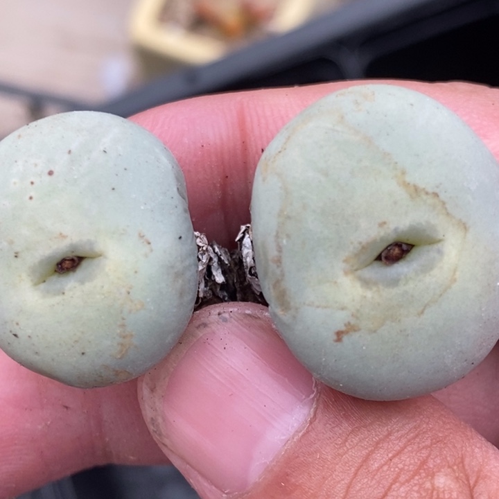 1482大型小红嘴一颗