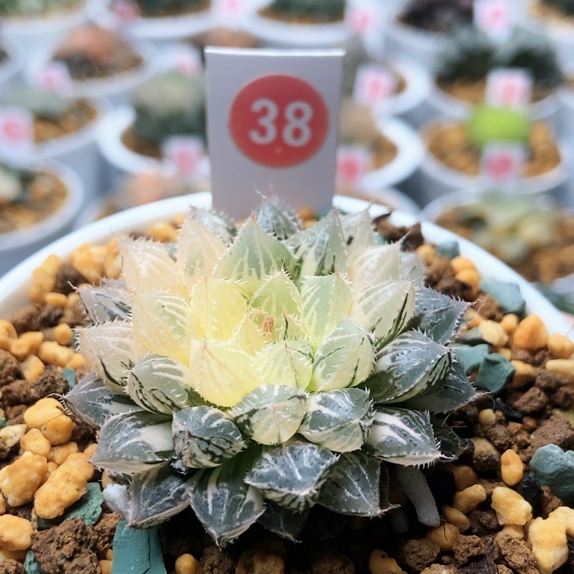 【闪购商品】38楼兰锦
