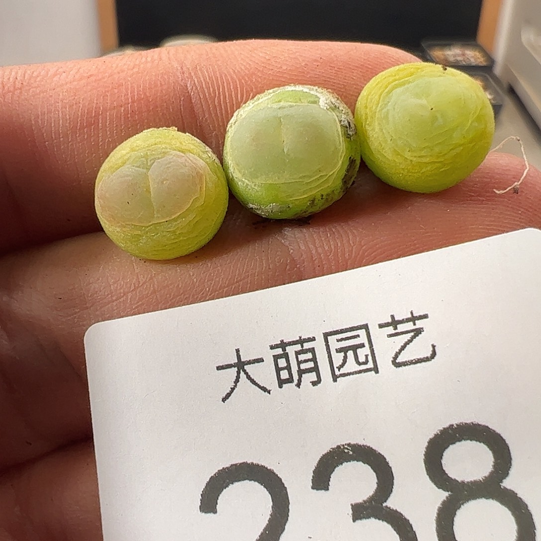 一物一拍。     238