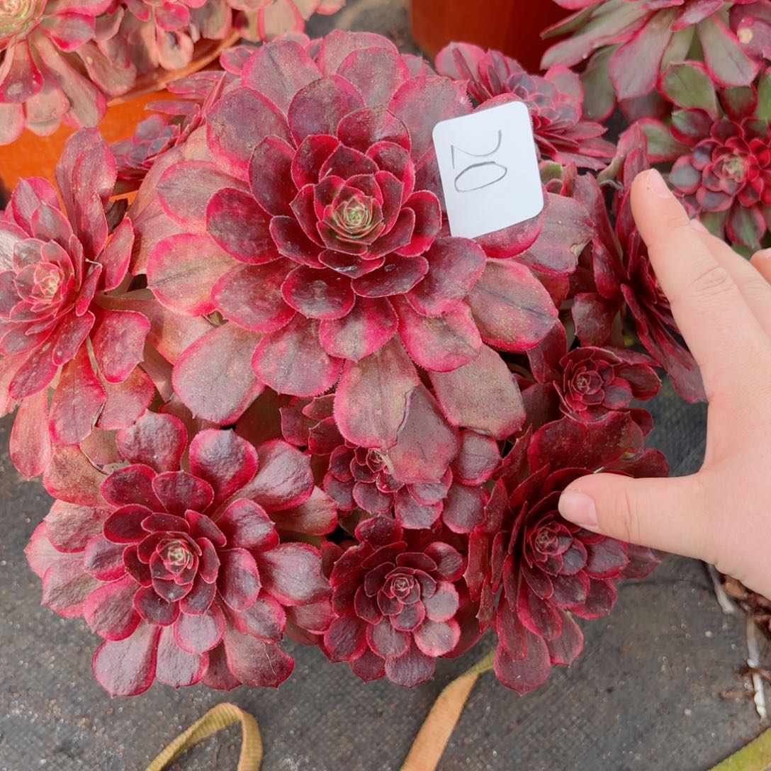 珍***己一物一拍多肉法师20