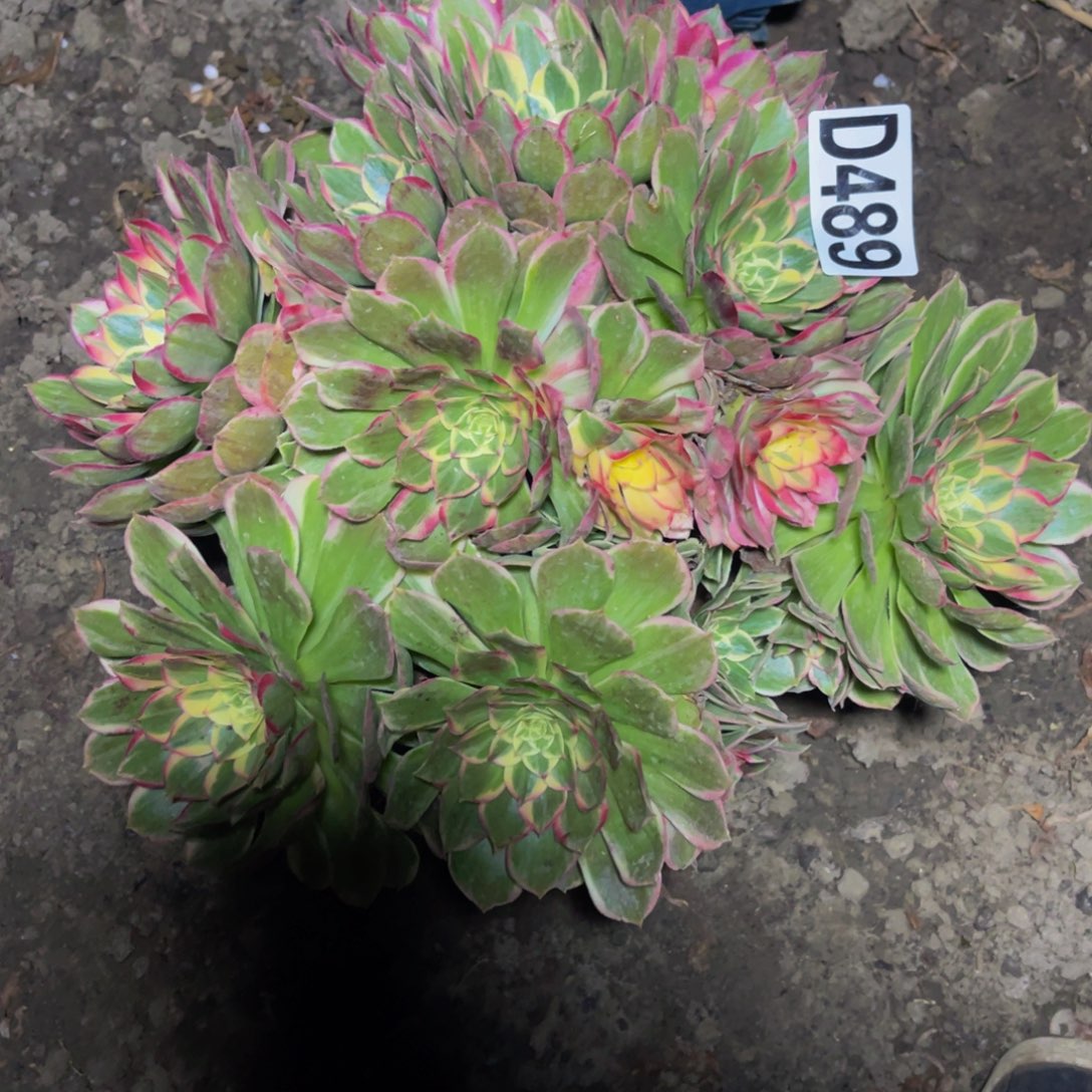 万紫法师16//////38包邮