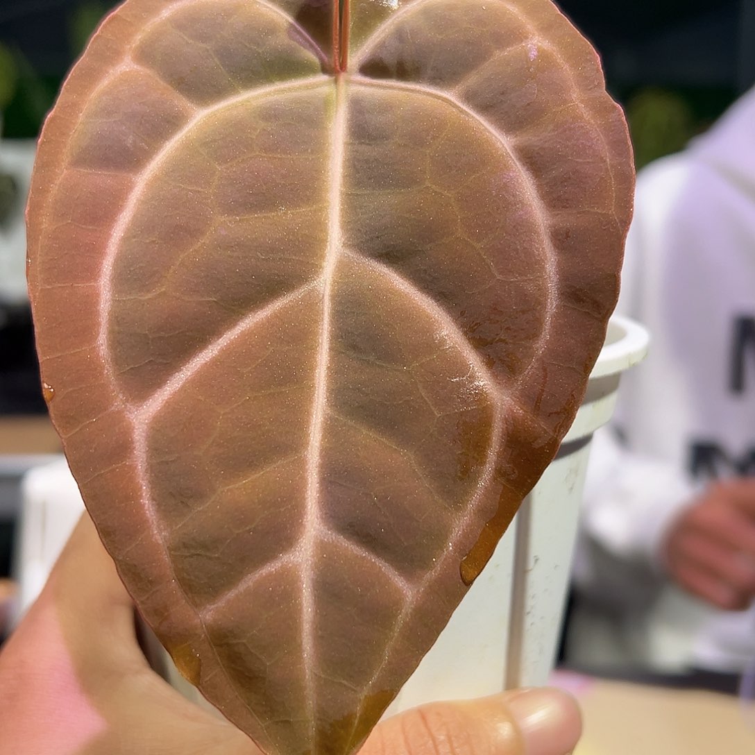 完全开放红水晶*绿丝绒