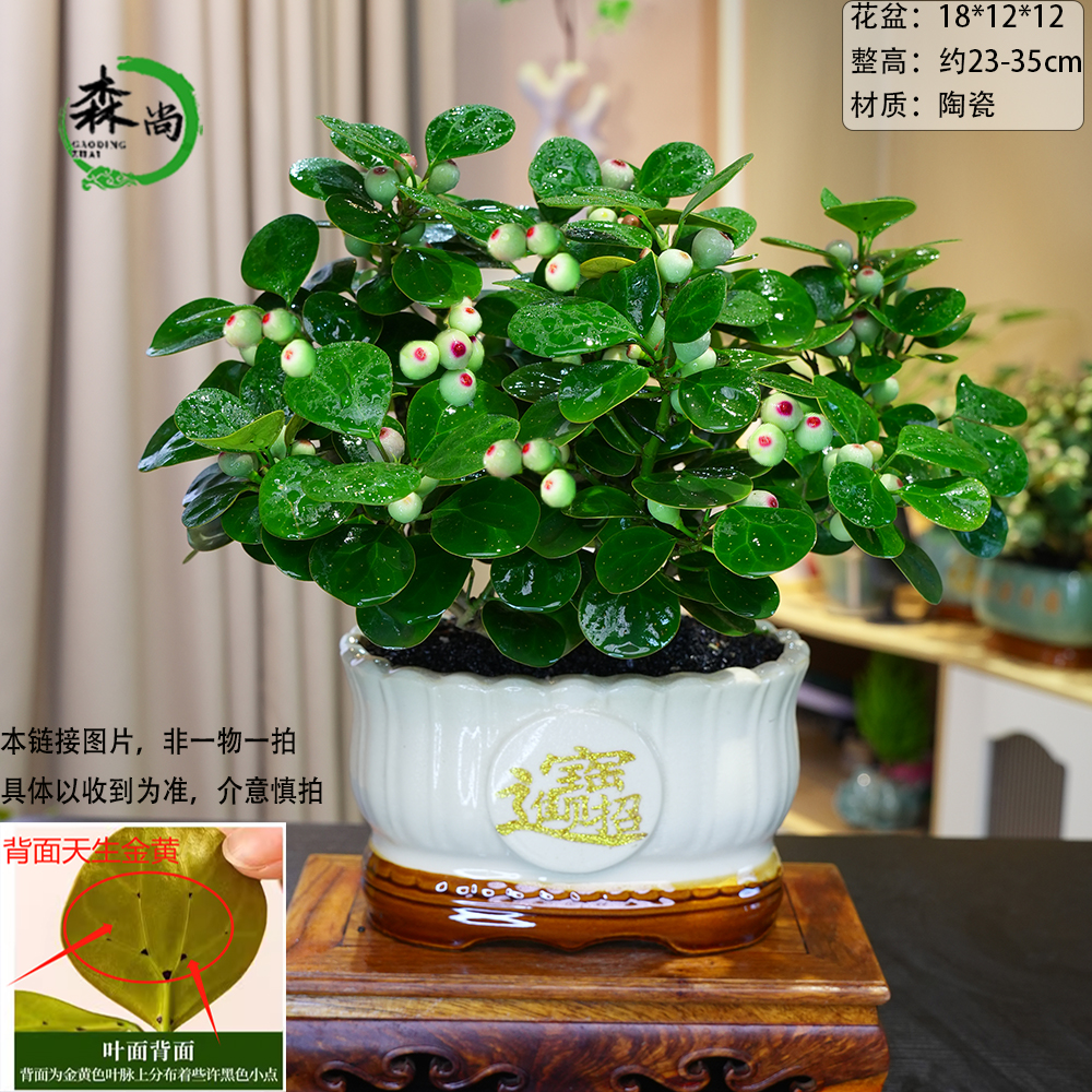 招财进宝巨型菩提树带果盆景老桩办公室内客厅好养禅意花卉绿植物