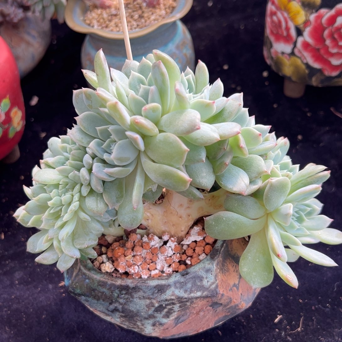 白体 新年快乐 新年快乐