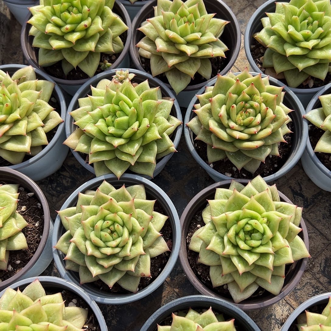 蔷薇锦4/5公分9.9一颗